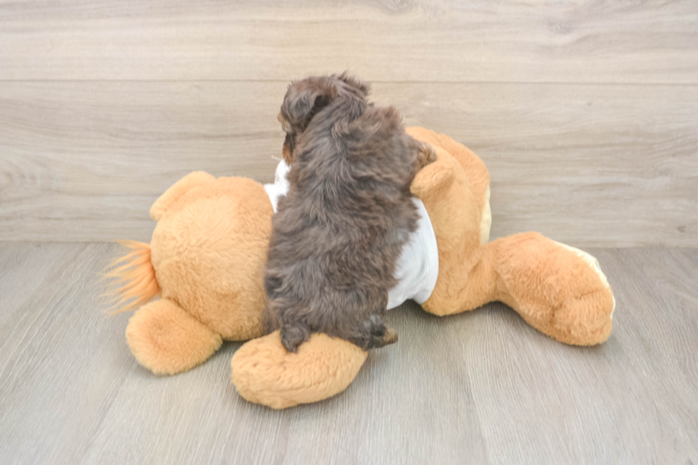 Yorkie Poo Puppy for Adoption