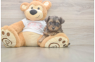 Smart Yorkie Poo Poodle Mix Pup