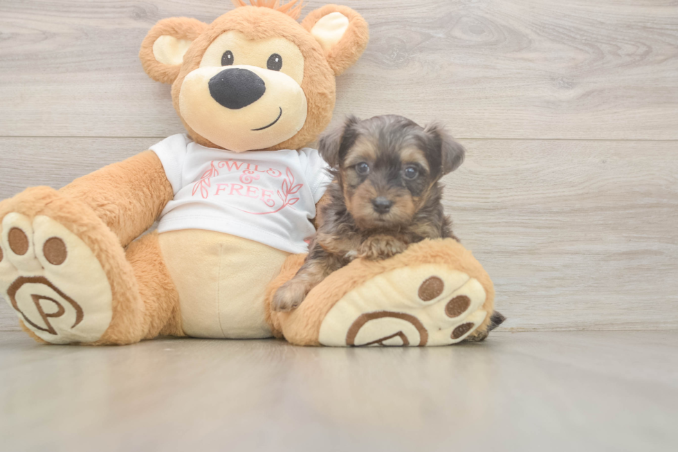 Smart Yorkie Poo Poodle Mix Pup