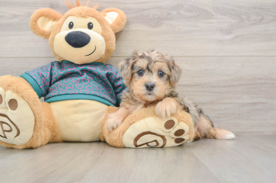 Yorkie Poo Pup Being Cute