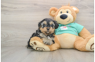 Best Yorkie Poo Baby