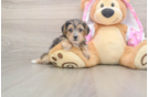 Yorkie Poo Puppy for Adoption