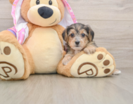 7 week old Yorkie Poo Puppy For Sale - Seaside Pups
