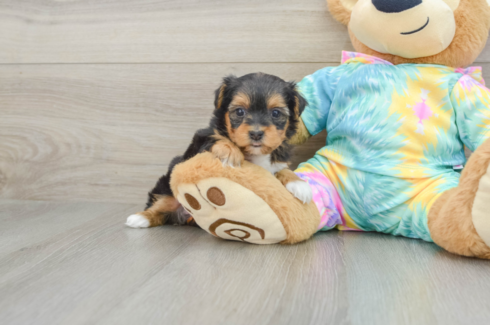 5 week old Yorkie Poo Puppy For Sale - Seaside Pups