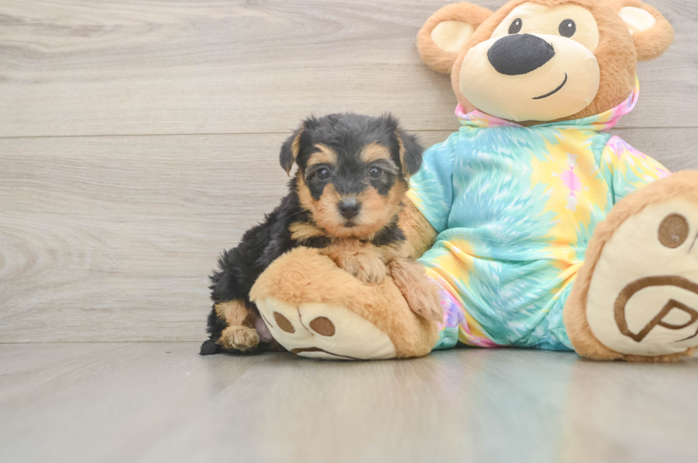 5 week old Yorkie Poo Puppy For Sale - Seaside Pups