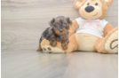 Best Yorkie Poo Baby