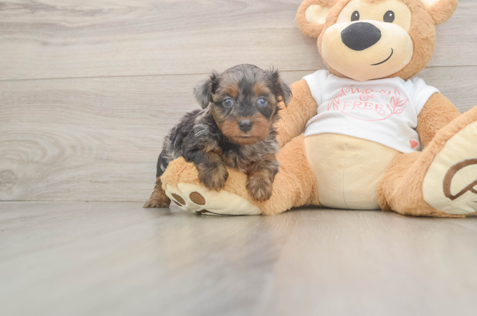 5 week old Yorkie Poo Puppy For Sale - Seaside Pups