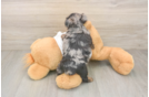 Friendly Yorkie Poo Baby