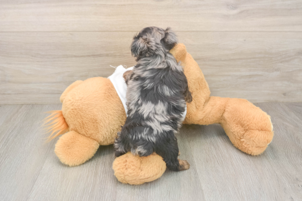 Friendly Yorkie Poo Baby