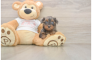 Yorkie Poo Pup Being Cute