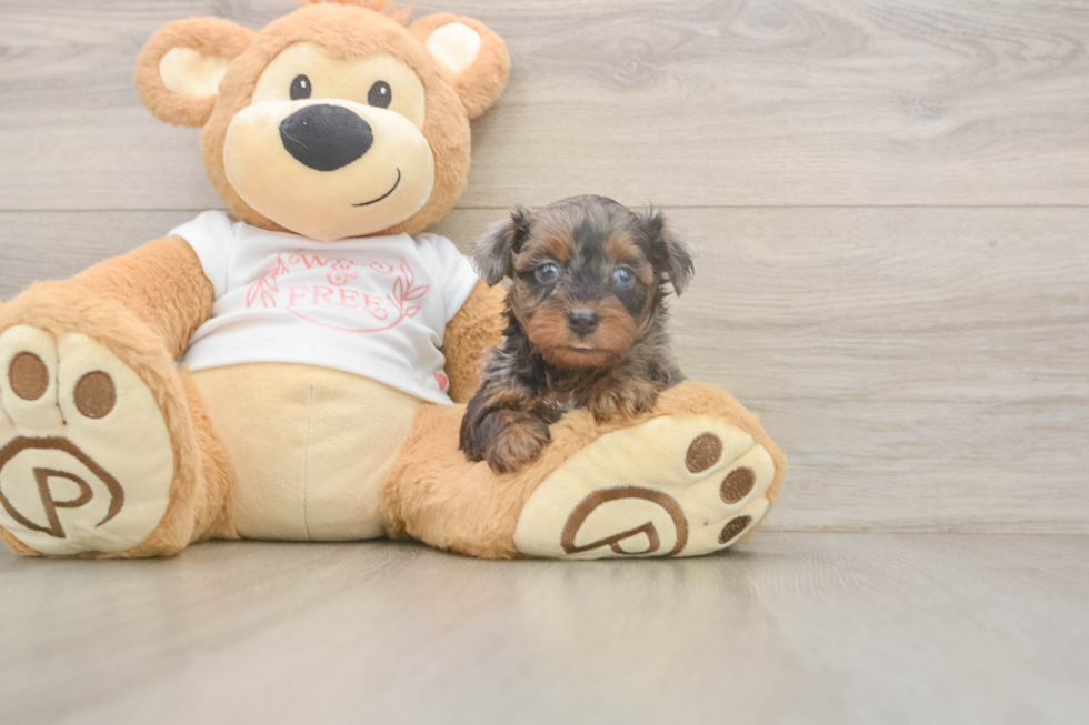 Yorkie Poo Pup Being Cute