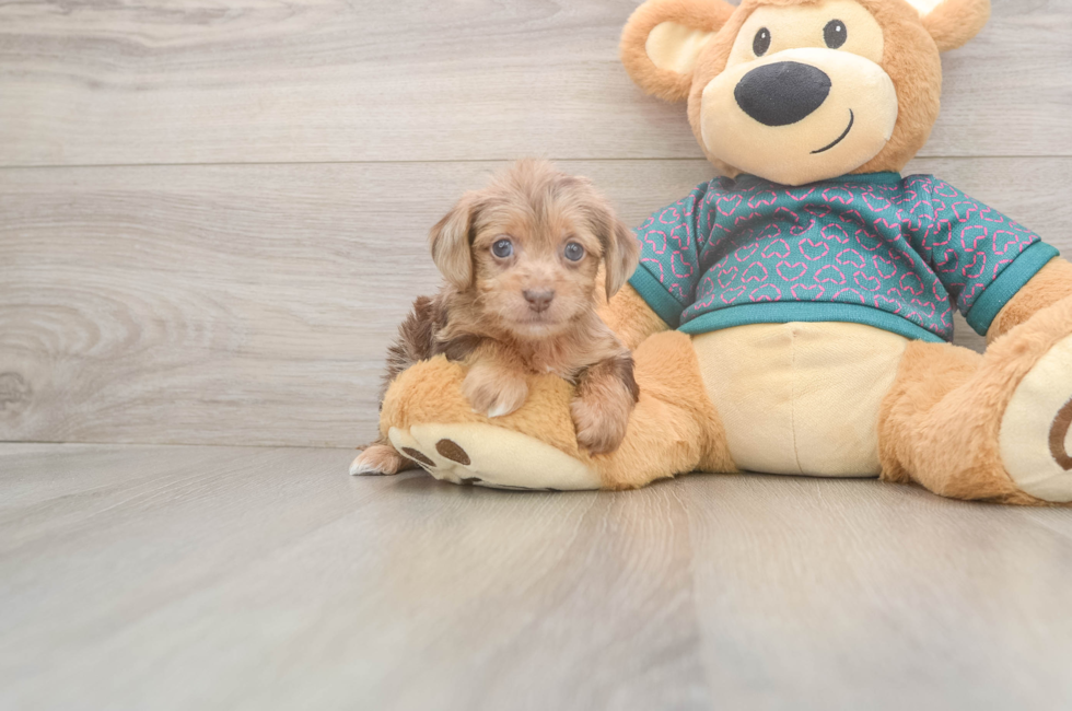 5 week old Yorkie Poo Puppy For Sale - Seaside Pups