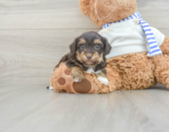 8 week old Yorkie Poo Puppy For Sale - Seaside Pups