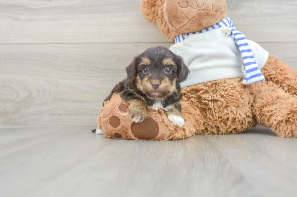 7 week old Yorkie Poo Puppy For Sale - Seaside Pups