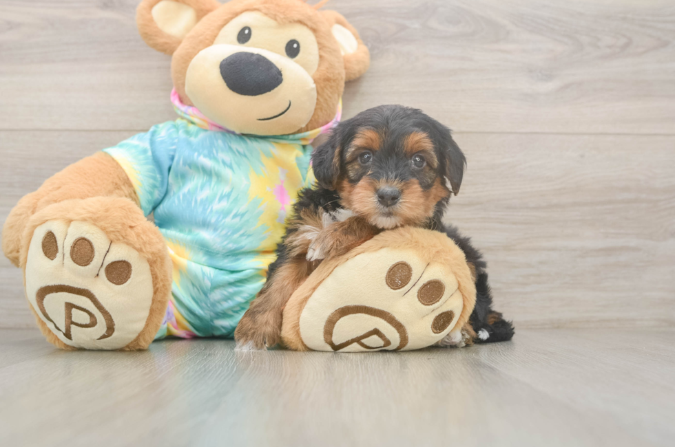 5 week old Yorkie Poo Puppy For Sale - Seaside Pups