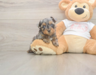 7 week old Yorkie Poo Puppy For Sale - Seaside Pups