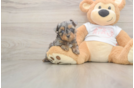 Fluffy Yorkie Poo Poodle Mix Pup