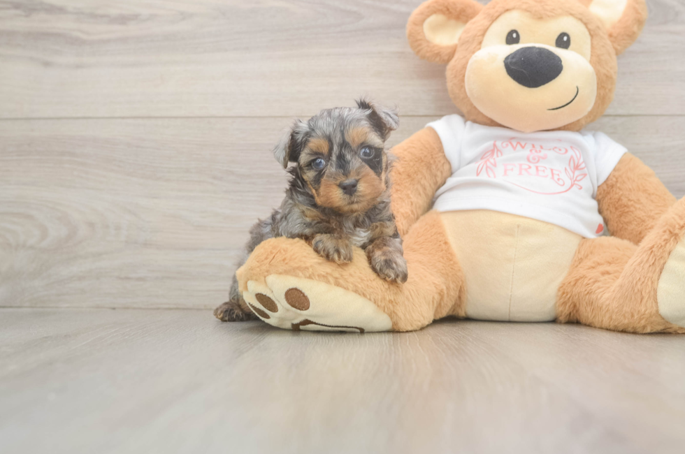5 week old Yorkie Poo Puppy For Sale - Seaside Pups