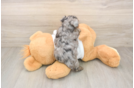 Little Yorkie Poodle Mix Poodle Mix Puppy