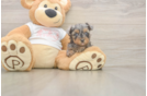 Yorkie Poo Pup Being Cute