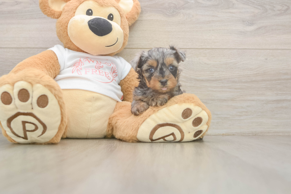 Yorkie Poo Pup Being Cute