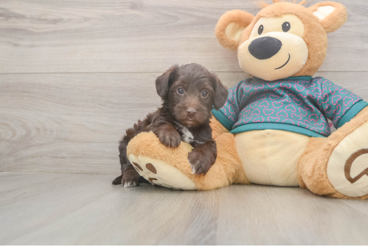 Happy Yorkie Poo Baby