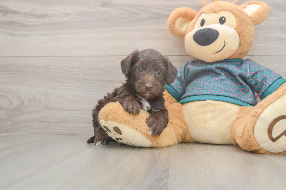5 week old Yorkie Poo Puppy For Sale - Seaside Pups