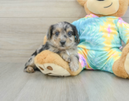 8 week old Yorkie Poo Puppy For Sale - Seaside Pups