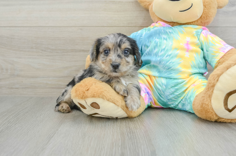 5 week old Yorkie Poo Puppy For Sale - Seaside Pups