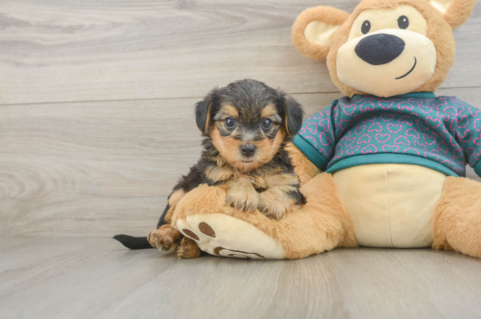 5 week old Yorkie Poo Puppy For Sale - Seaside Pups