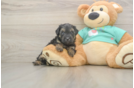 Yorkie Poo Pup Being Cute