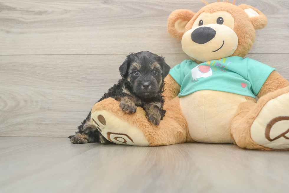 Yorkie Poo Pup Being Cute
