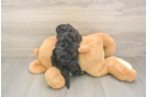 Energetic Yorkipoo Poodle Mix Puppy