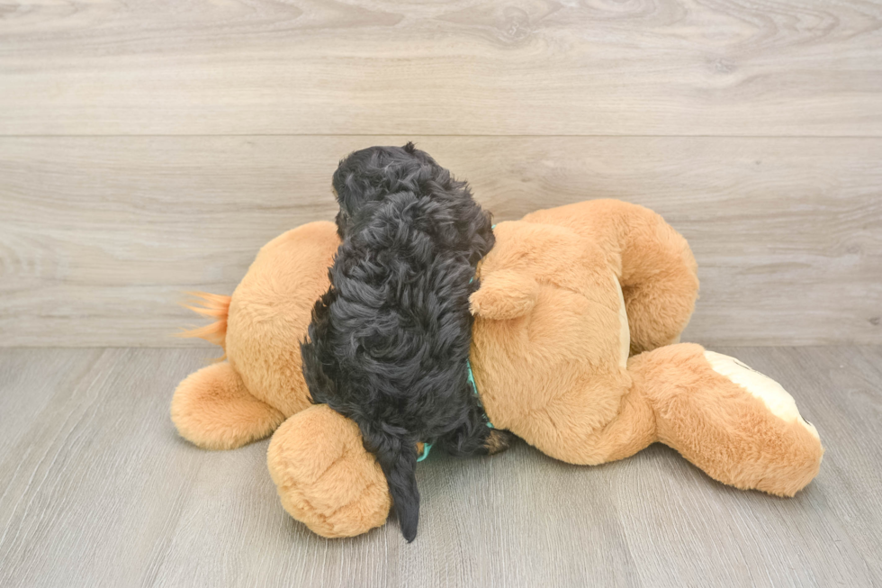 Energetic Yorkipoo Poodle Mix Puppy