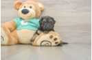 Hypoallergenic Yorkie Doodle Poodle Mix Puppy