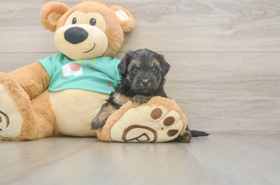 5 week old Yorkie Poo Puppy For Sale - Seaside Pups