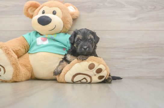 Hypoallergenic Yorkie Doodle Poodle Mix Puppy