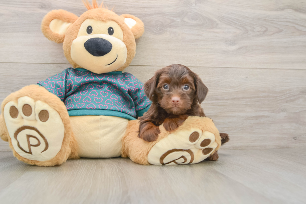 Yorkie Poo Pup Being Cute
