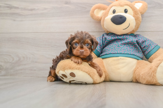 Hypoallergenic Yorkie Doodle Poodle Mix Puppy