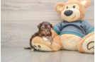 Friendly Yorkie Poo Baby