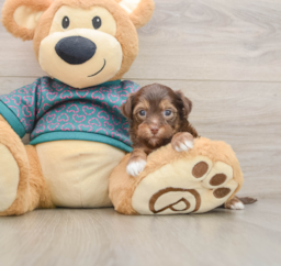 7 week old Yorkie Poo Puppy For Sale - Seaside Pups