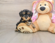 7 week old Yorkie Poo Puppy For Sale - Seaside Pups