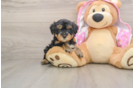 Best Yorkie Poo Baby