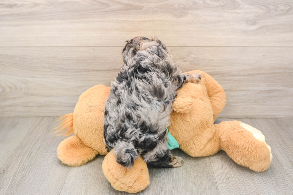 Best Yorkie Poo Baby