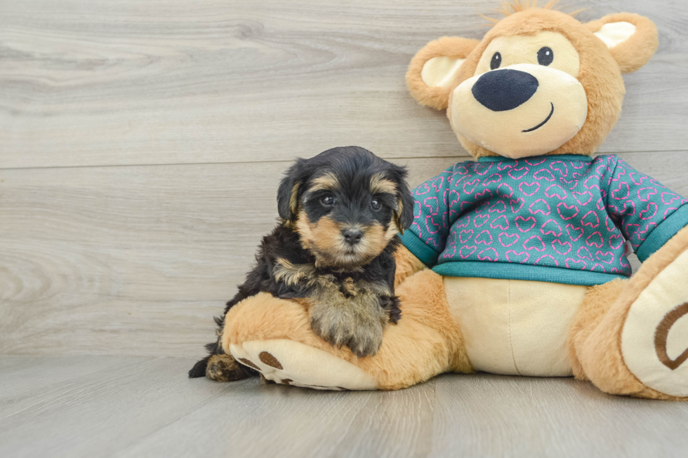 Hypoallergenic Yorkie Doodle Poodle Mix Puppy