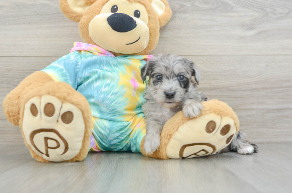 5 week old Yorkie Poo Puppy For Sale - Seaside Pups