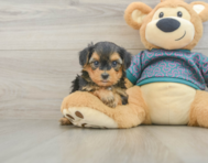 6 week old Yorkie Poo Puppy For Sale - Seaside Pups
