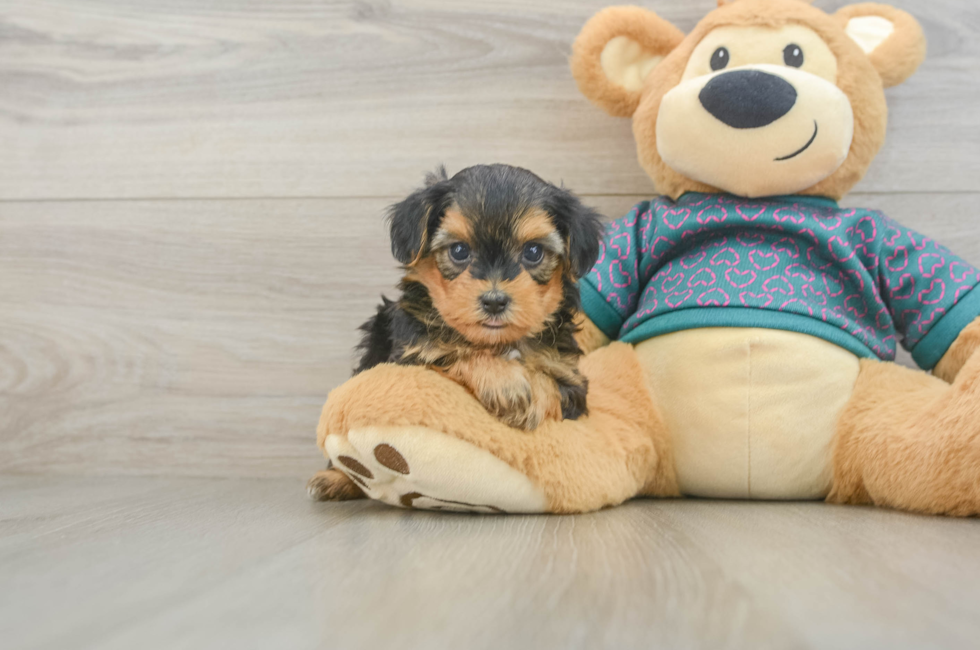 5 week old Yorkie Poo Puppy For Sale - Seaside Pups