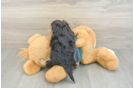 Yorkie Poo Puppy for Adoption