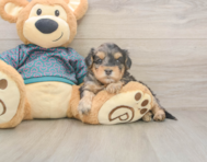 7 week old Yorkie Poo Puppy For Sale - Seaside Pups